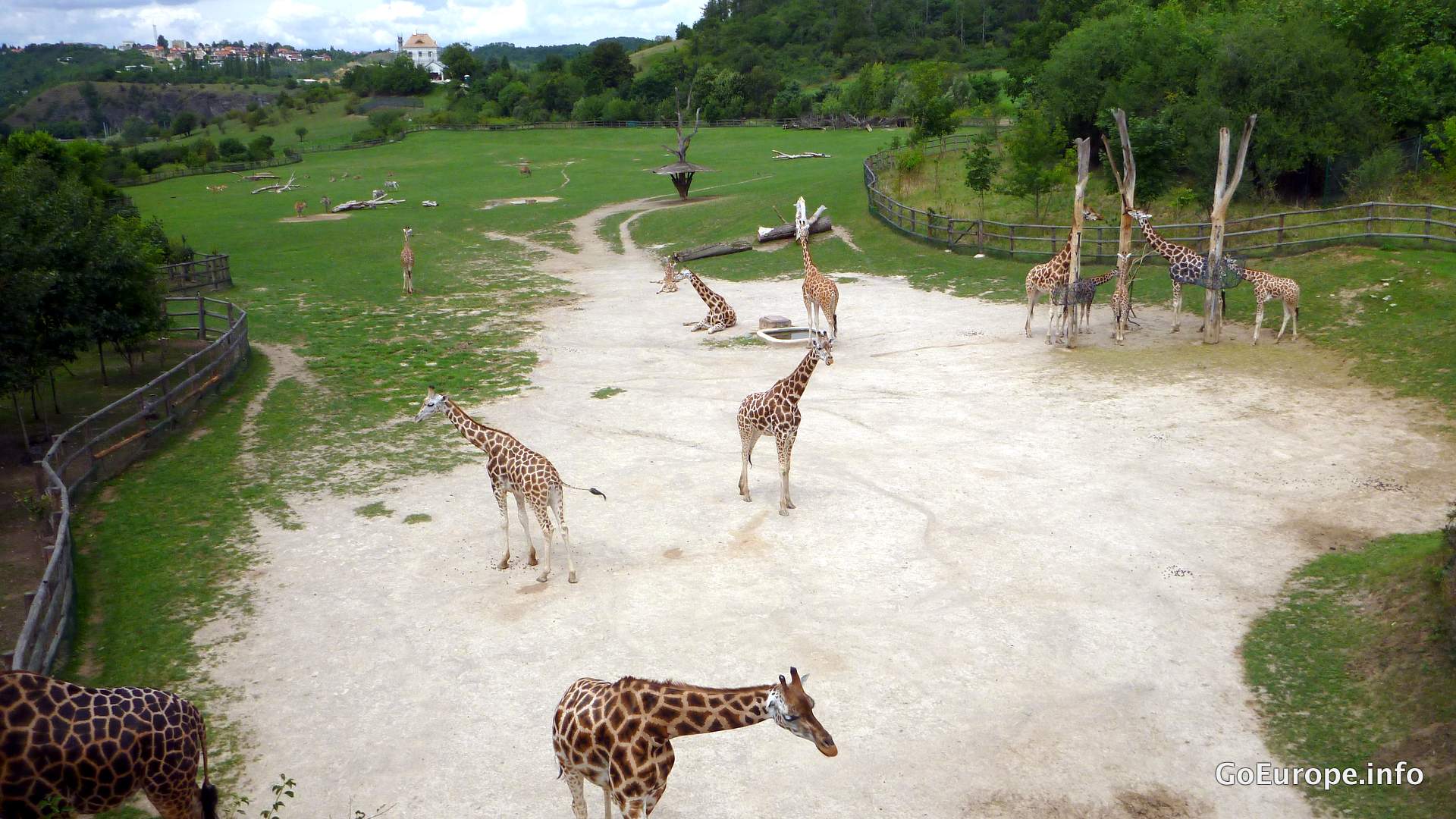 Giraffes in Prague.