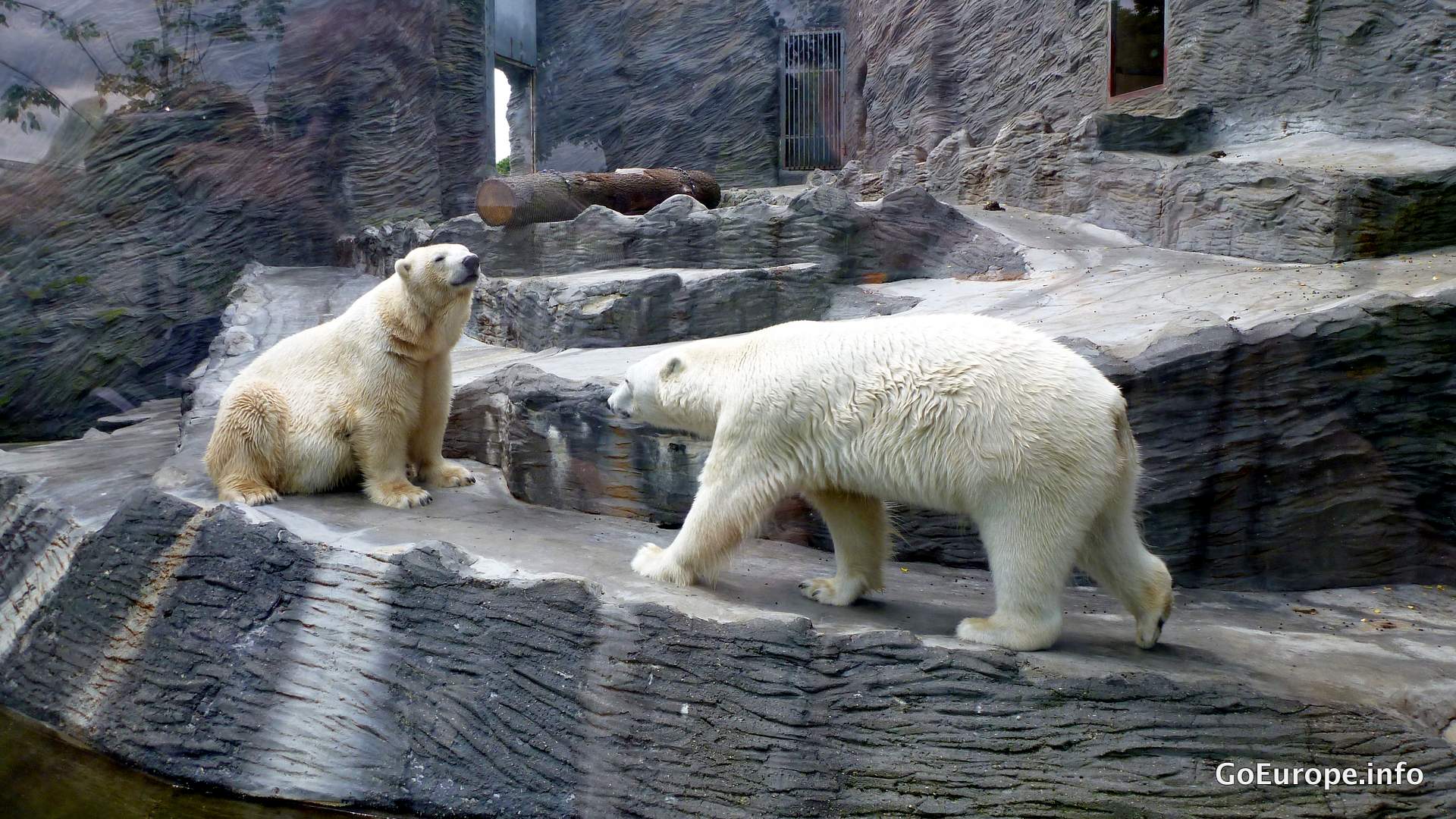 Polar bears in Prague.