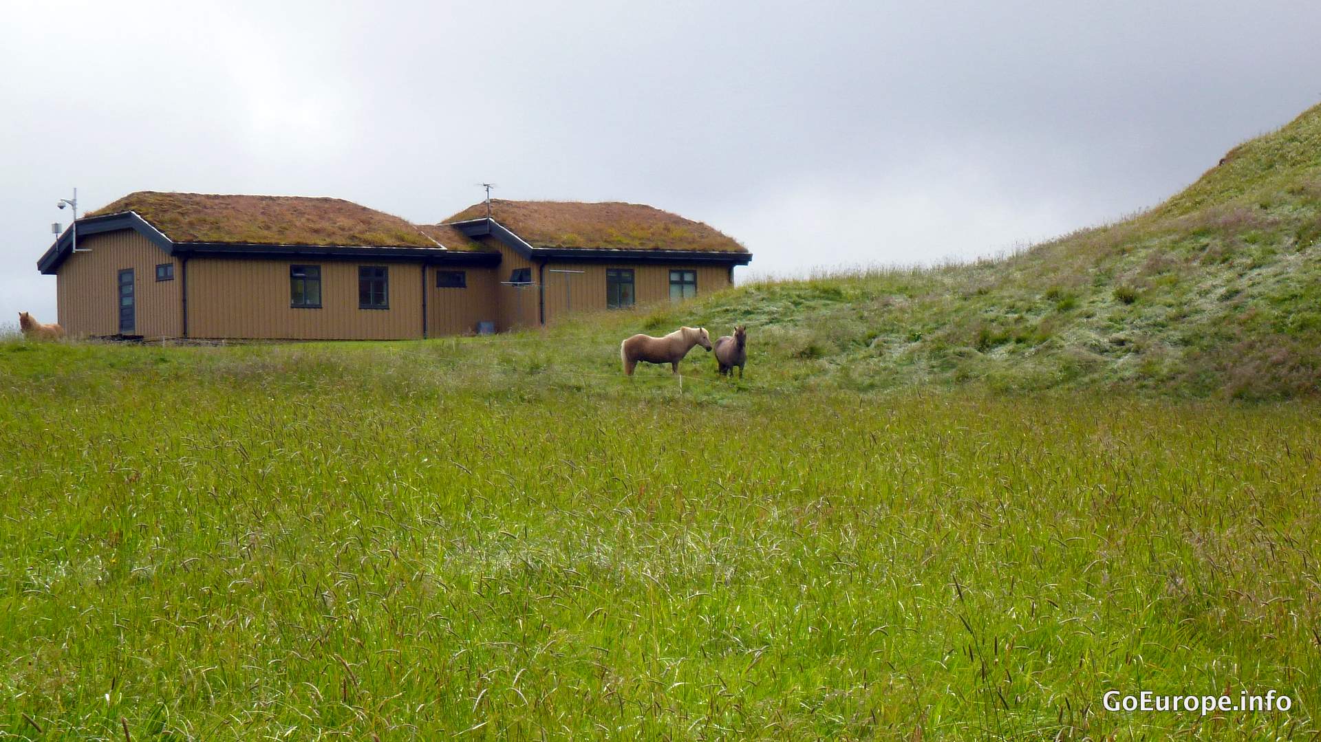 Icelandic horse in Reykjavík.
