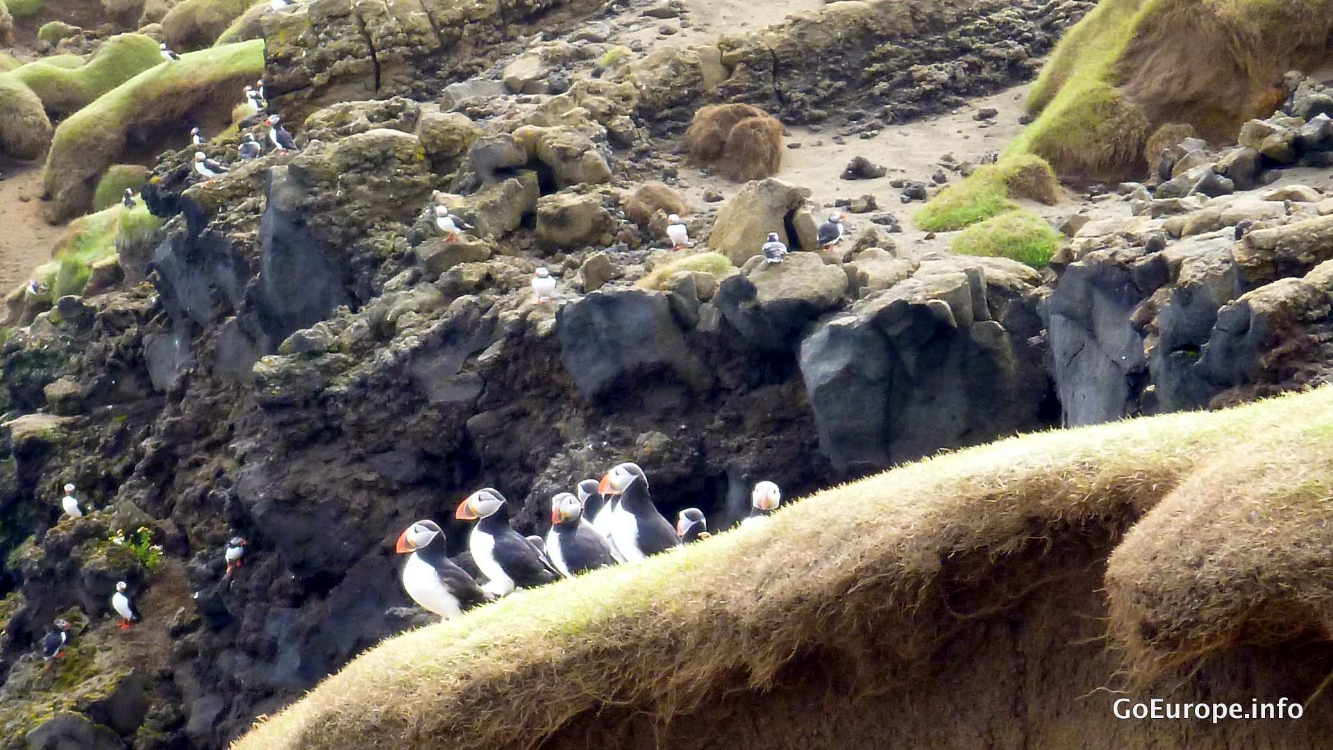 Puffins at the cliffs.